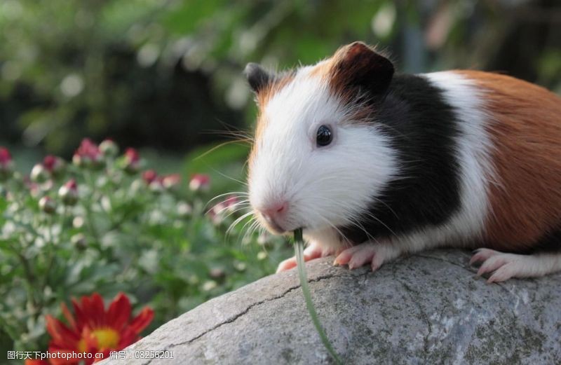 荷兰鼠图片素材