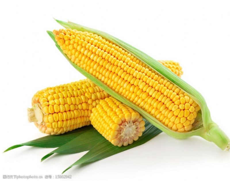 福州鲜食玉米种子初次大批量出口