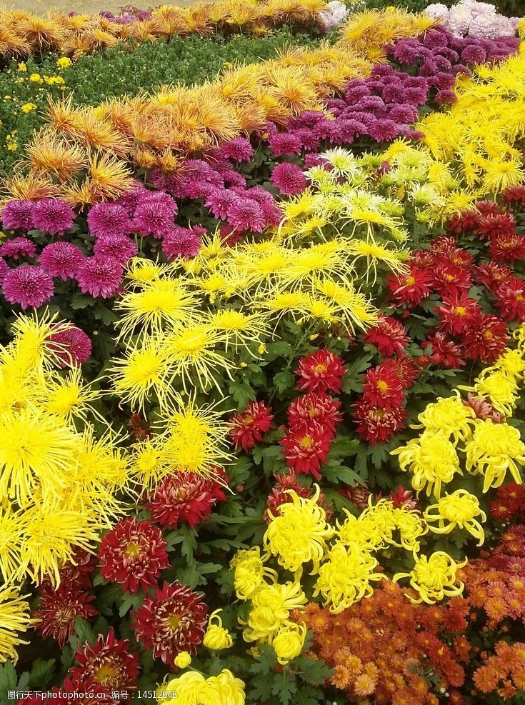 大片菊花图片素材