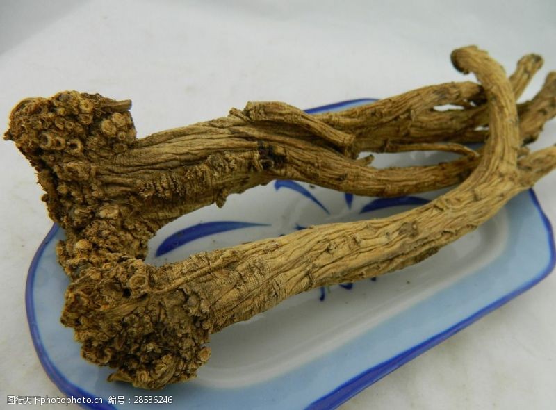 野生党参图片素材