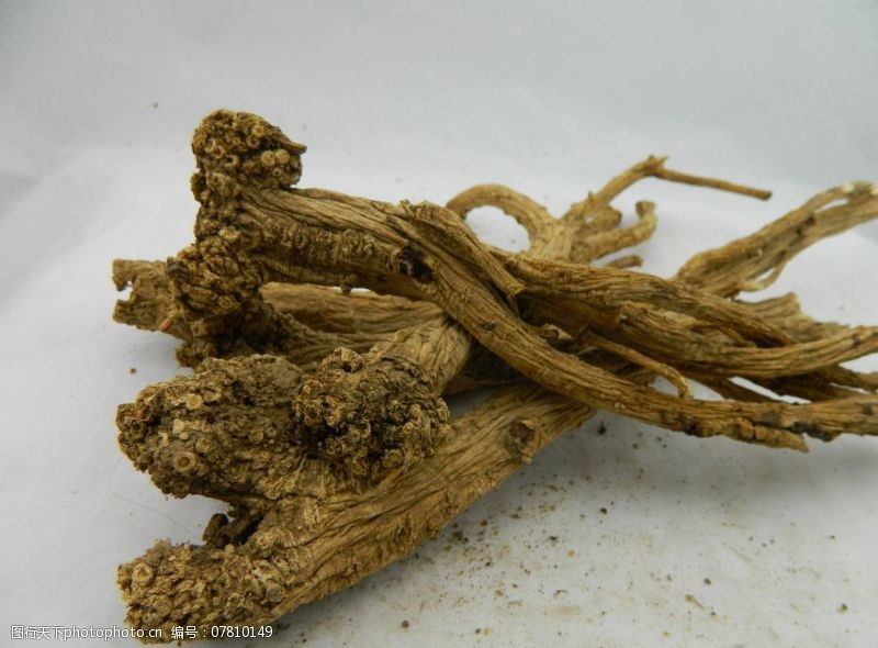 野生党参图片素材