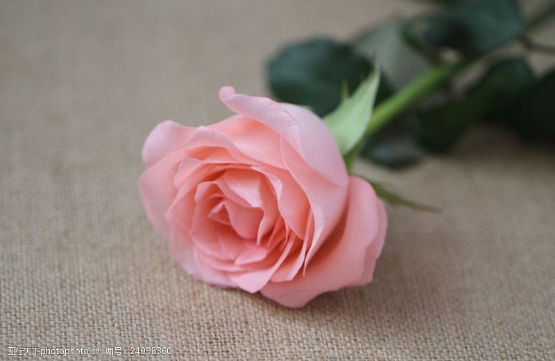 戴安娜玫瑰花图片素材