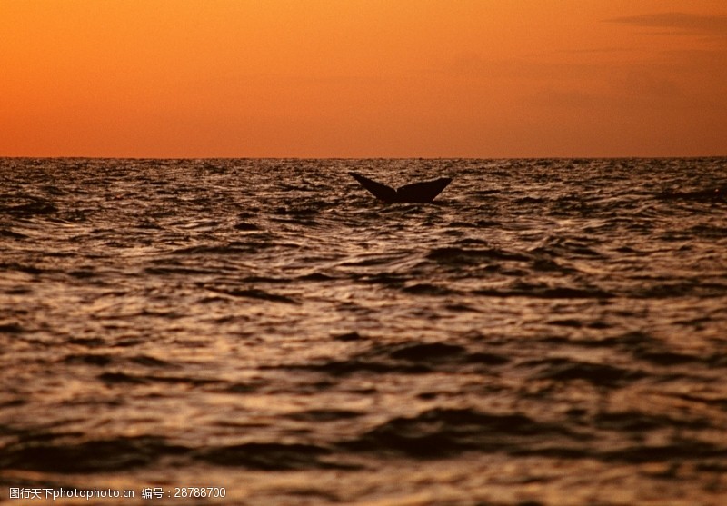 海豚摄影海洋生物