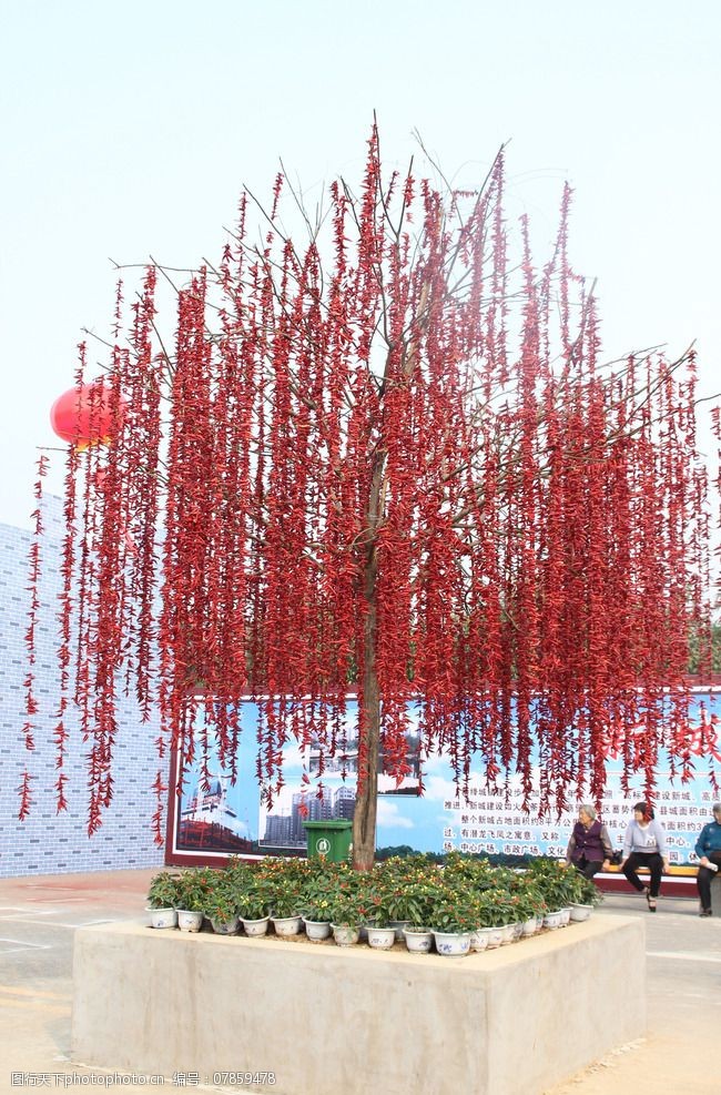 辣椒树造型辣椒树图片