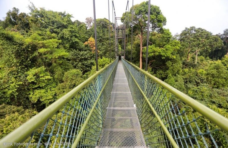新加坡热带雨林吊桥图片