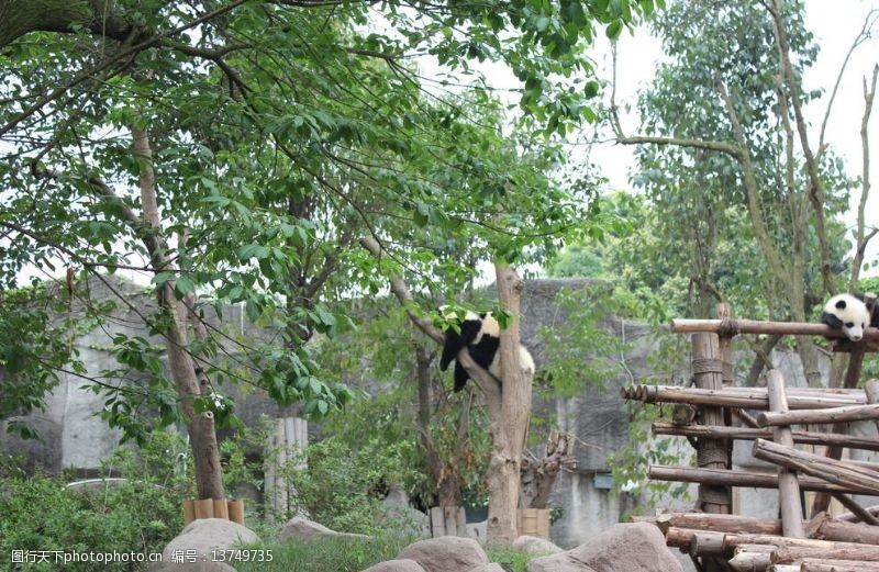 成都旅游熊猫图片