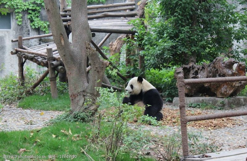 成都旅游熊猫图片