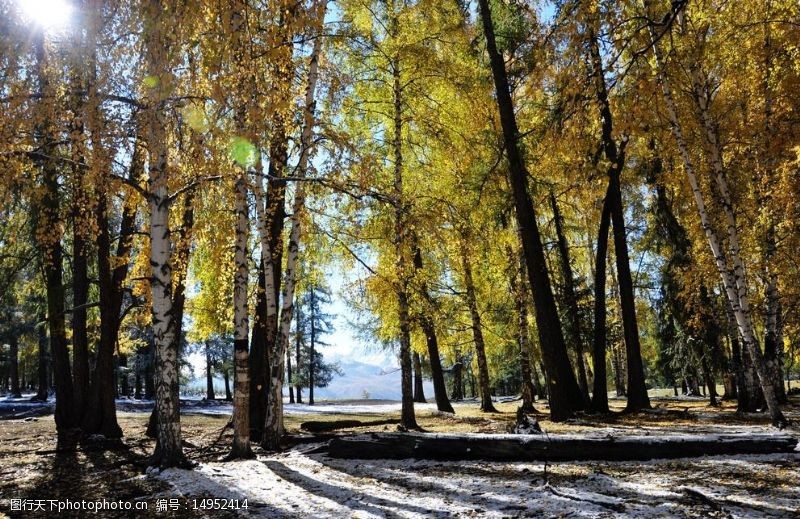 新疆风景白桦林图片