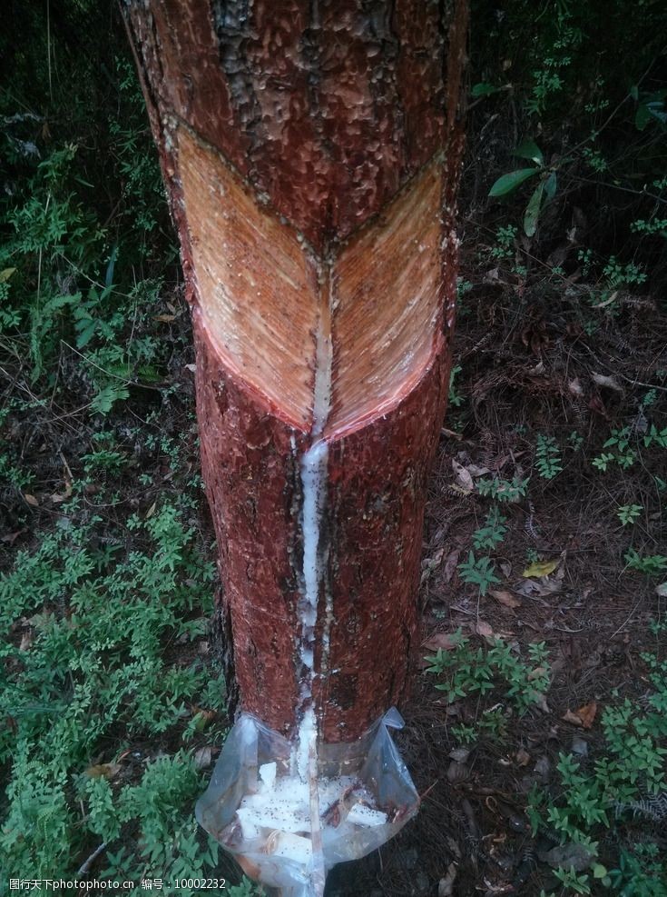 松脂高清图片第8页图行天下素材网