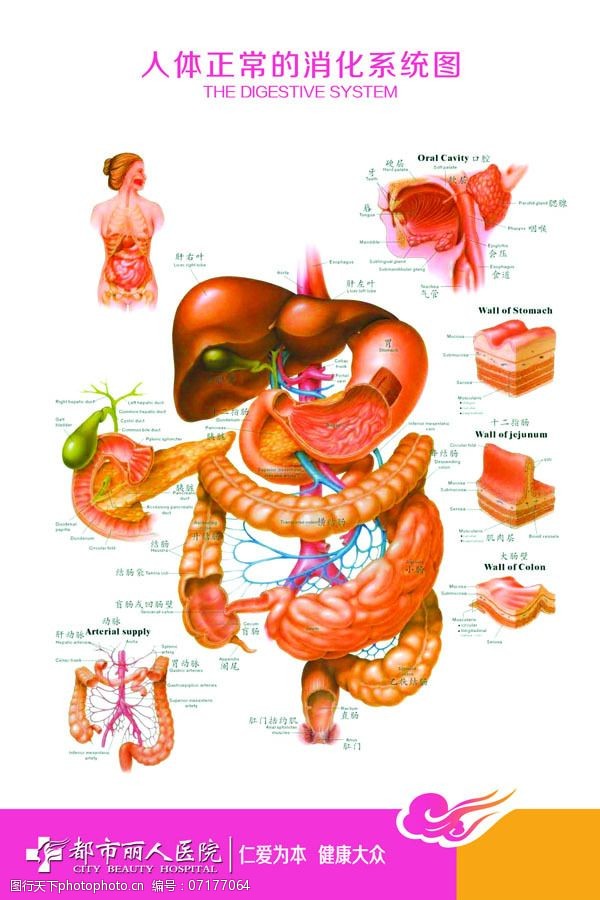 人体消化系统图