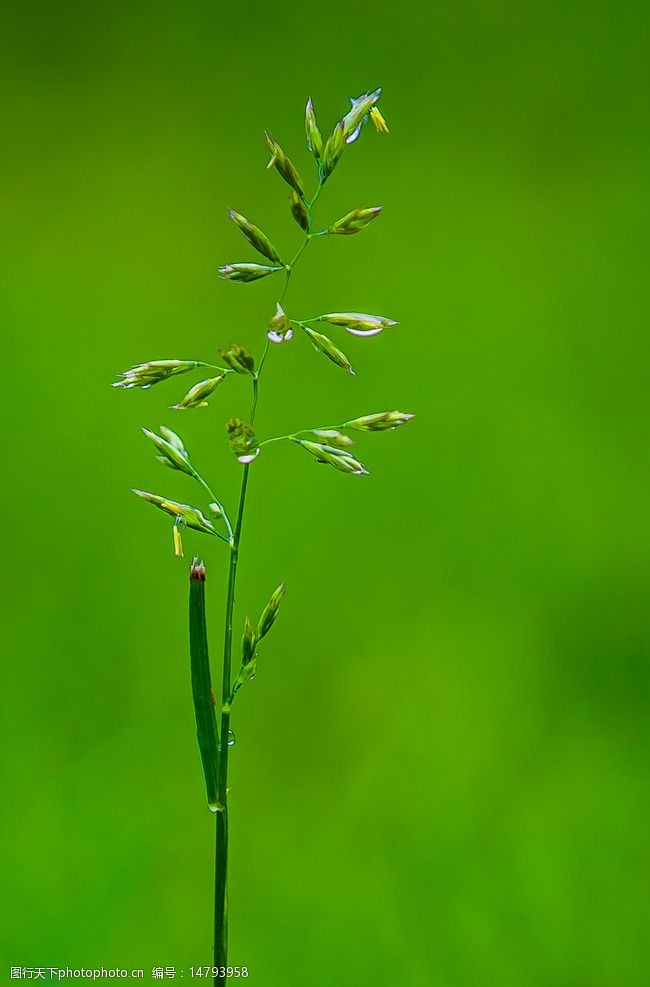 小青草青草图片