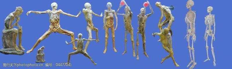 投篮姿势人体标本模型