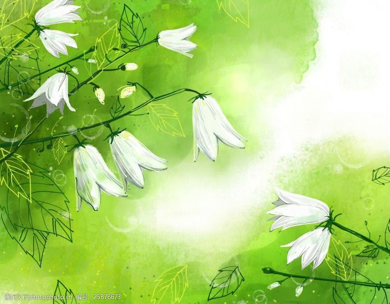 玫红牡丹绿背景白色花朵