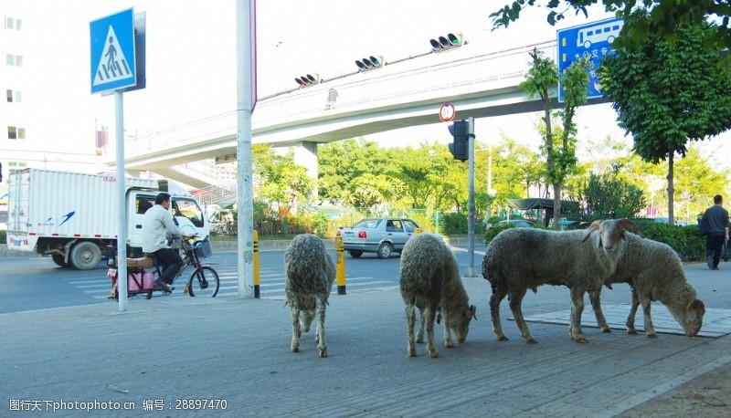 交通设施城市羊群