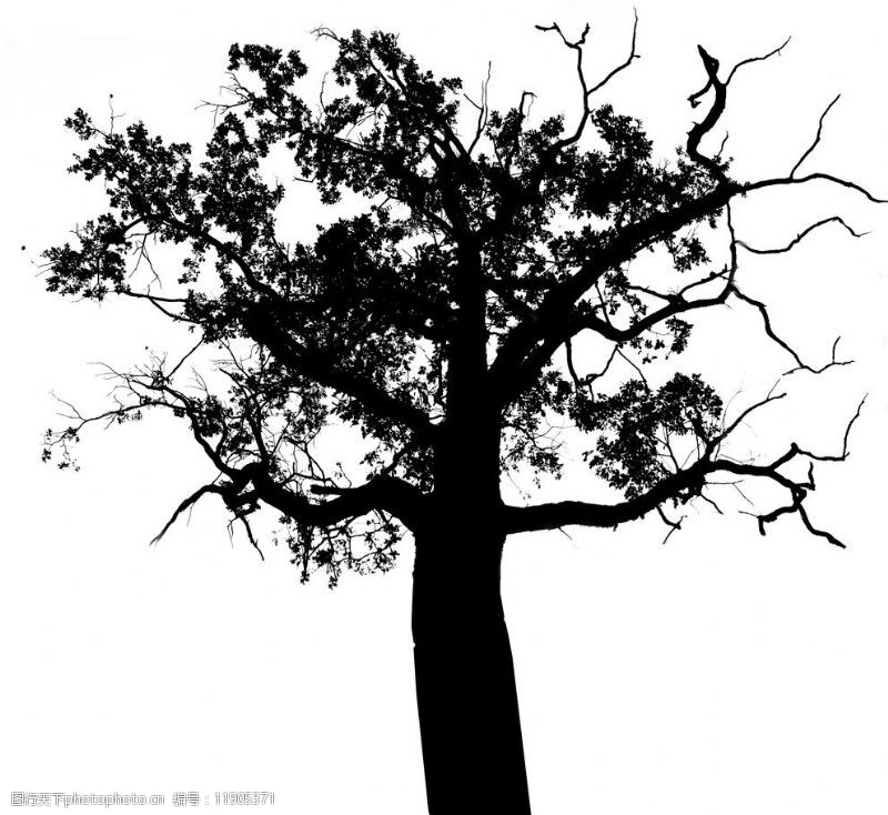 树木剪影黑白树木黑白树黑白画剪影图片