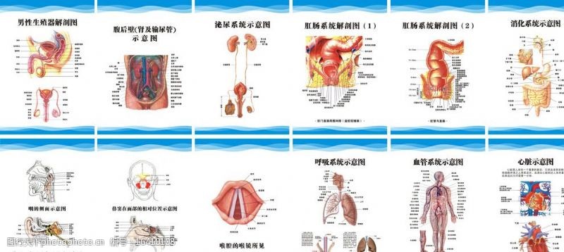 耳鼻喉人体解剖图男性解剖图图片