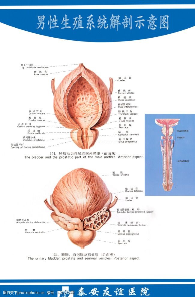 内生殖系统男性前列腺生殖系统解剖图图片