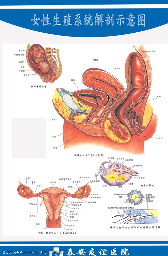 生殖系统图女性生殖系统解剖图图片