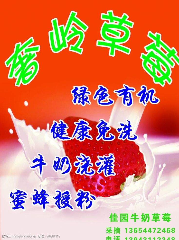 浇灌牛草莓海报宣传牛奶草莓图片
