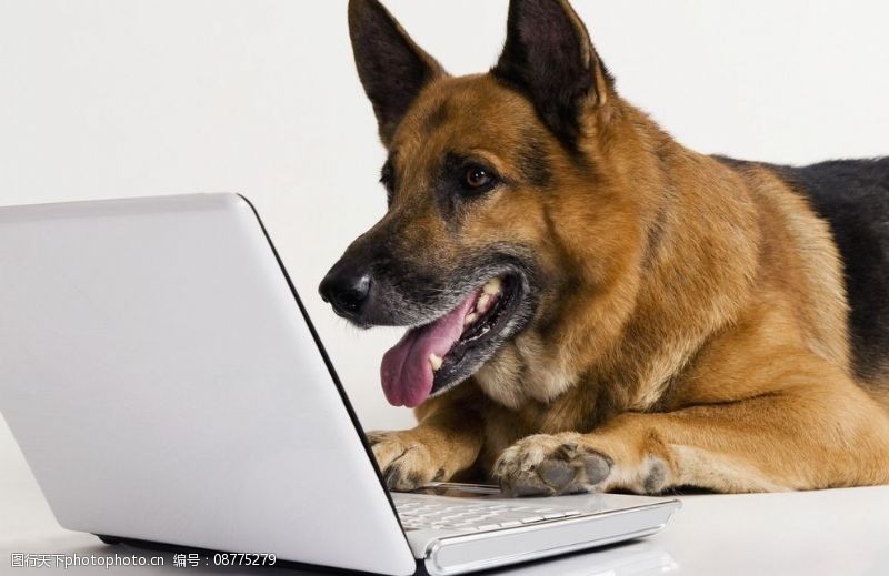 笔记本宽屏壁纸狗玩电脑图片