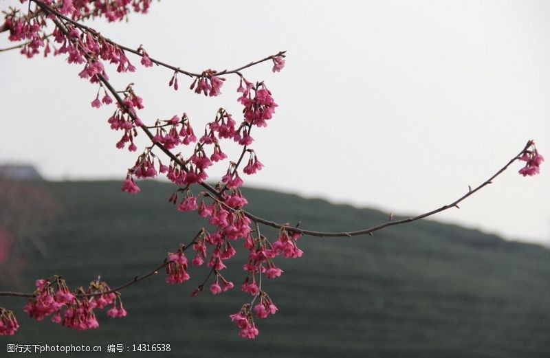 阿里山茶永福樱花图片