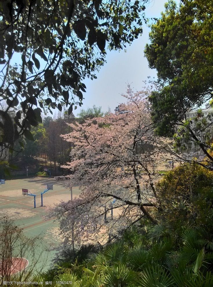 阳光下的粉色樱花樱花下的球场图片