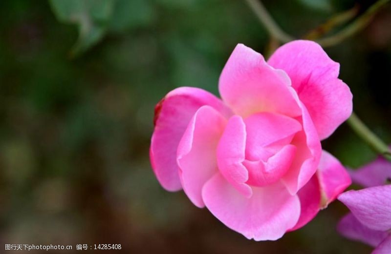 怒放盛夏含苞欲放的粉色花瓣玫瑰图片