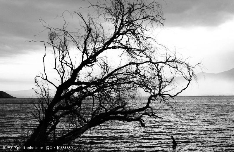 树木剪影湖边枯树图片
