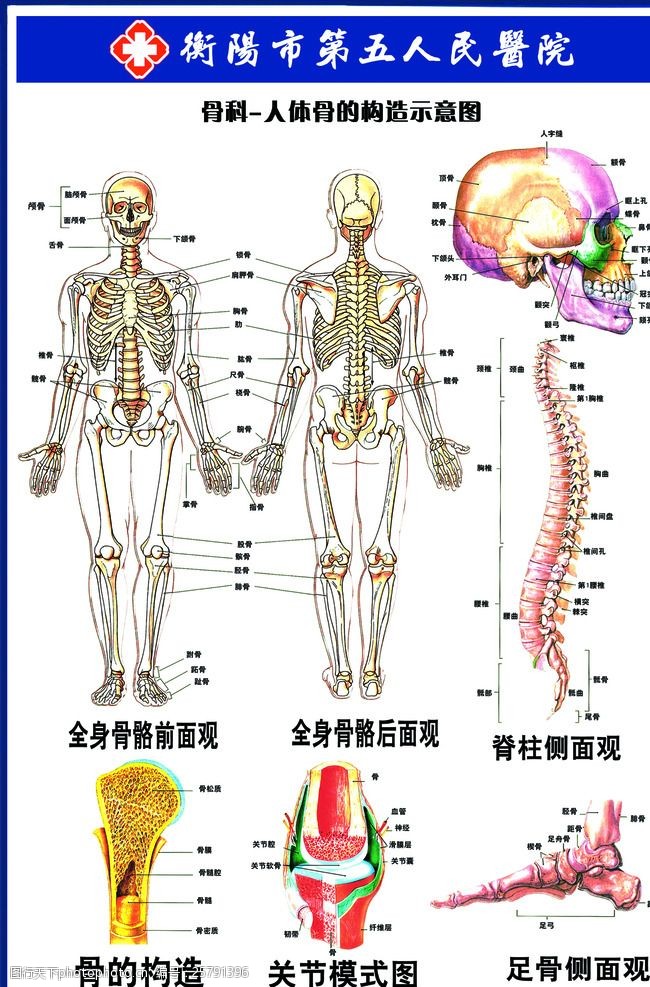 骨的构造图图片免费下载 骨的构造图素材 骨的构造图模板 图行天下素材网