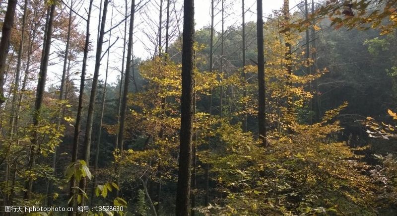 甘林水库森林之秋图片