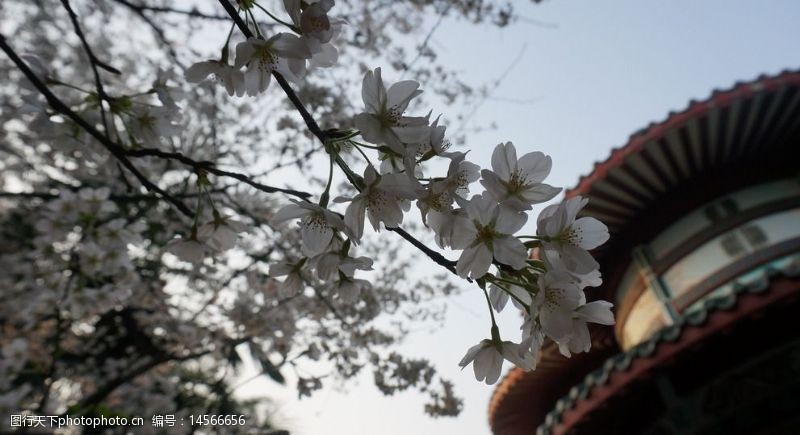 武汉樱花节樱花图片