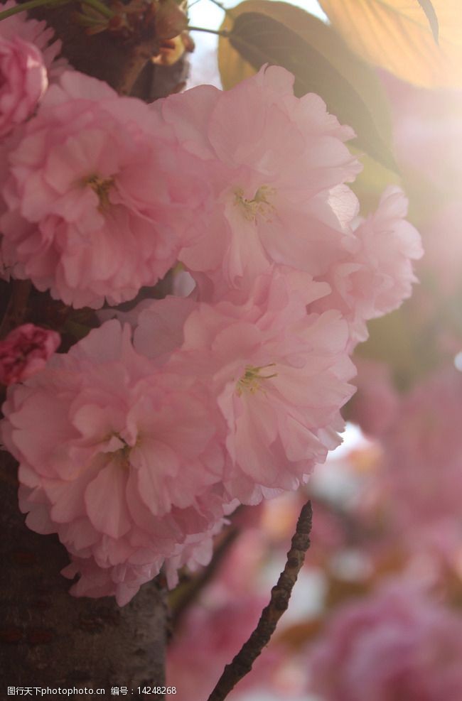 阳光下的粉色樱花沐浴在阳光下的樱花图片
