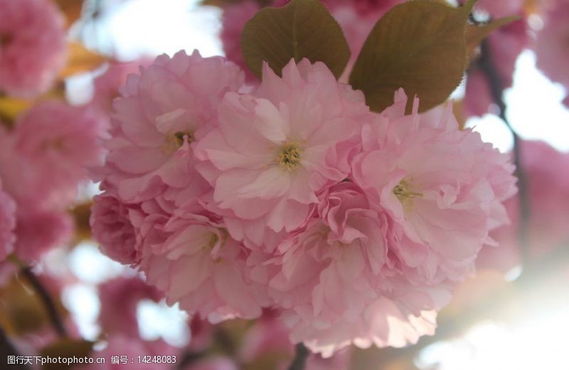 阳光下的粉色樱花阳光下的樱花图片
