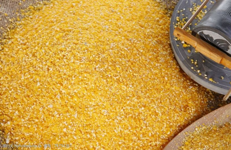 玉米糁玉米茬子苞谷玉米包谷图片