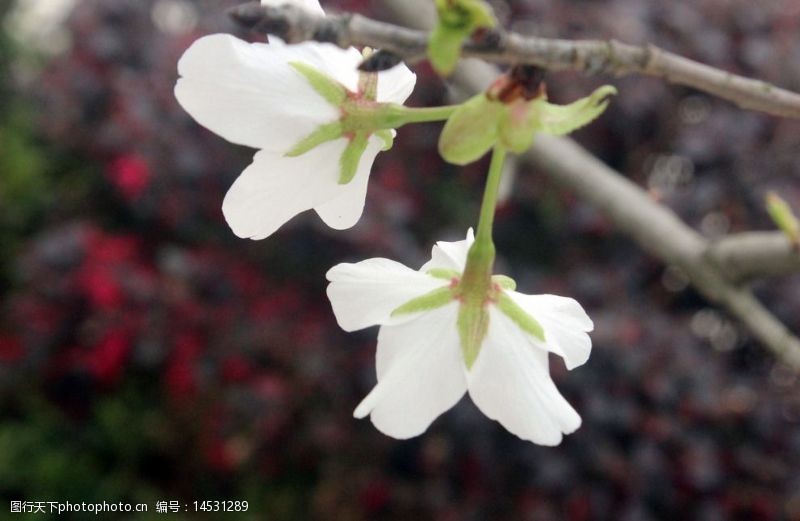 白色花背景图片免费下载 白色花背景素材 白色花背景模板 图行天下素材网