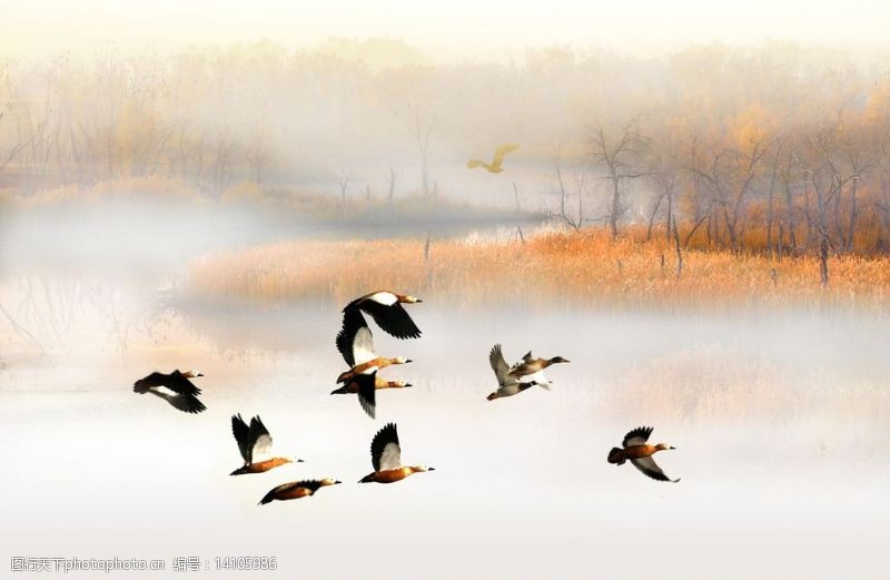 新疆风景塔里木黄鸭图片