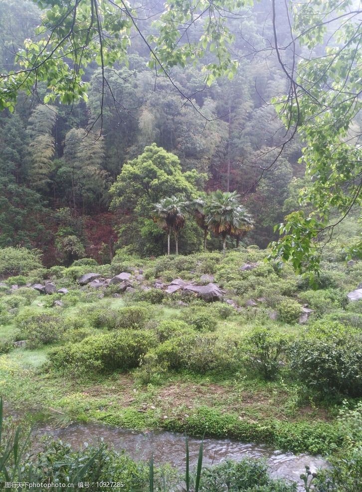 正山小种茶树茶树生长环境图片