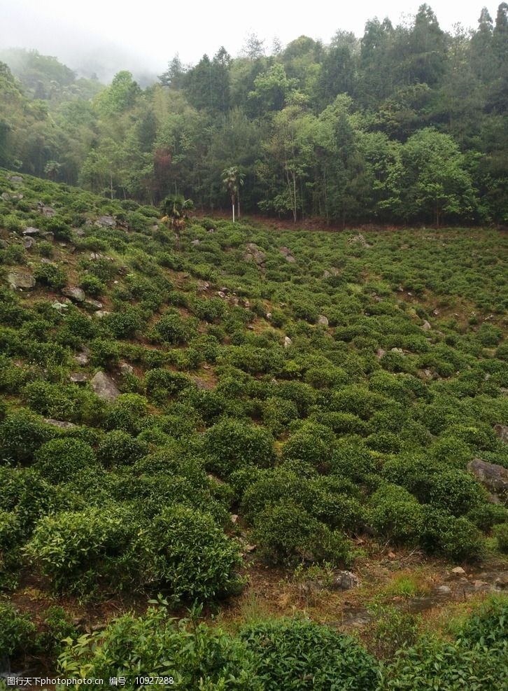 正山小种茶树茶树生长环境图片