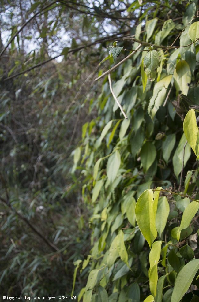 武夷山绿色植物图片
