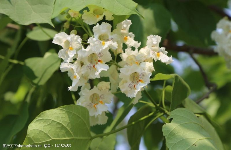 梓树花图片免费下载 梓树花素材 梓树花模板 图行天下素材网