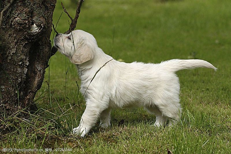 宠物动物名片白色宠物狗