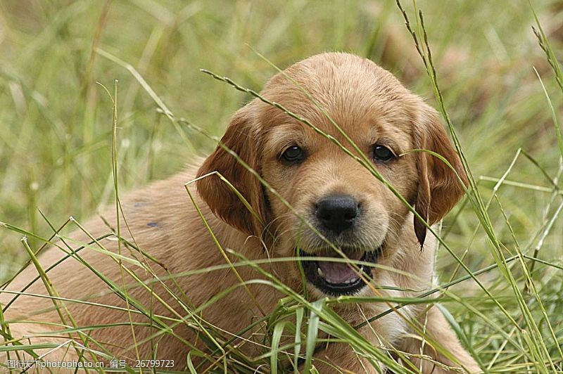 宠物名片草丛中的小宠物狗