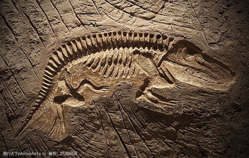 侏罗纪公园恐龙骨骼化石