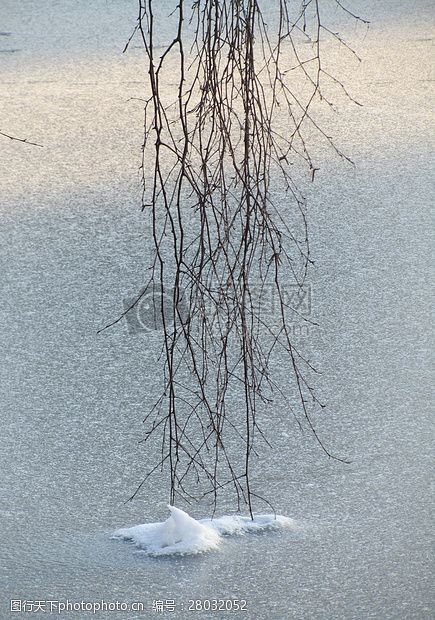冰冻冰面上的树枝