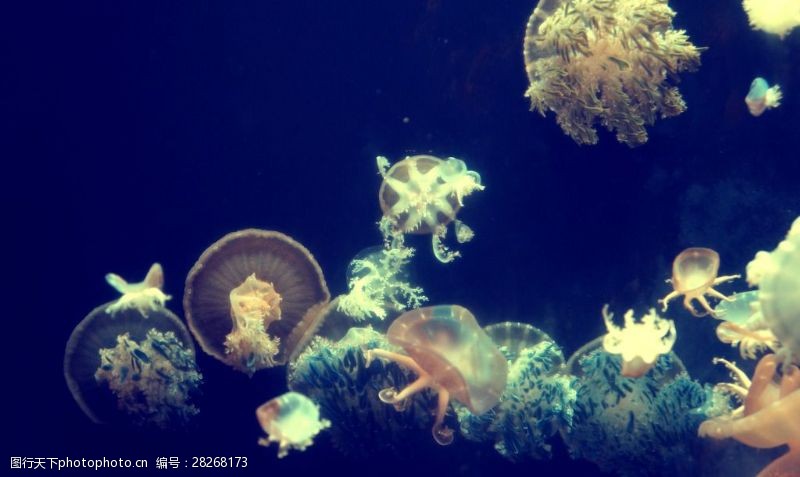 蓝色海底的水母海底种类丰富的水母