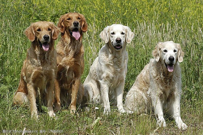 宠物名片立在草地上的四只宠物狗