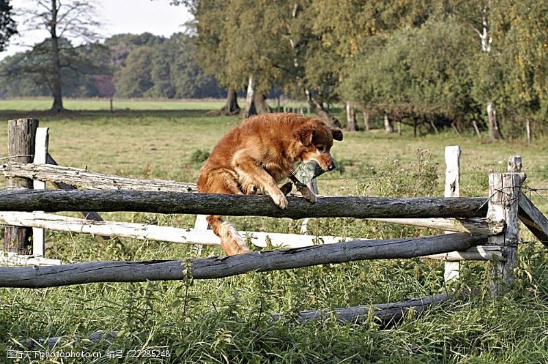 宠物动物名片爬在木栏上的狗