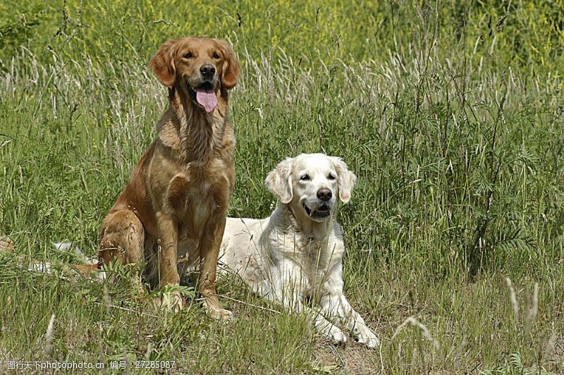 宠物动物名片草地上的两只宠物狗