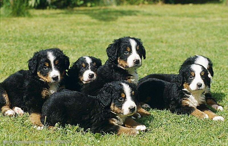 宠物动物名片草地上六只宠物狗