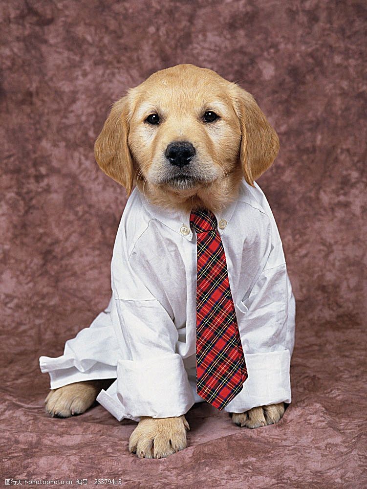 宠物名片穿衣服打领带的小狗